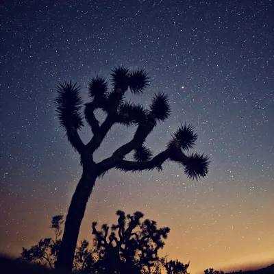 Joshua tree silhouette against a starry sky